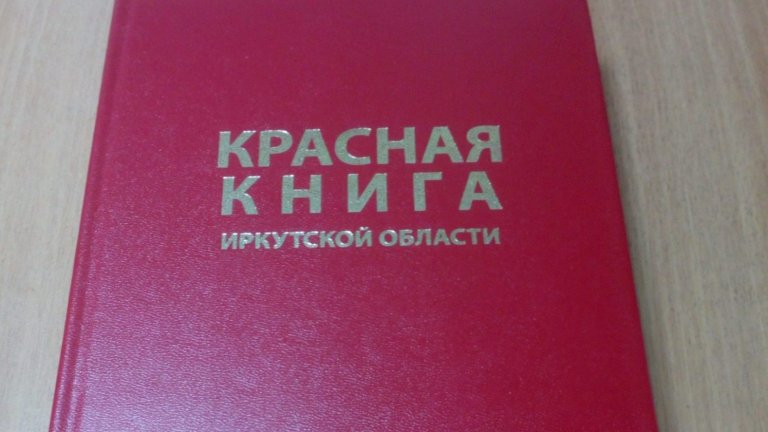 Новые виды растений, грибов и животных включены в Красную книгу Иркутской области